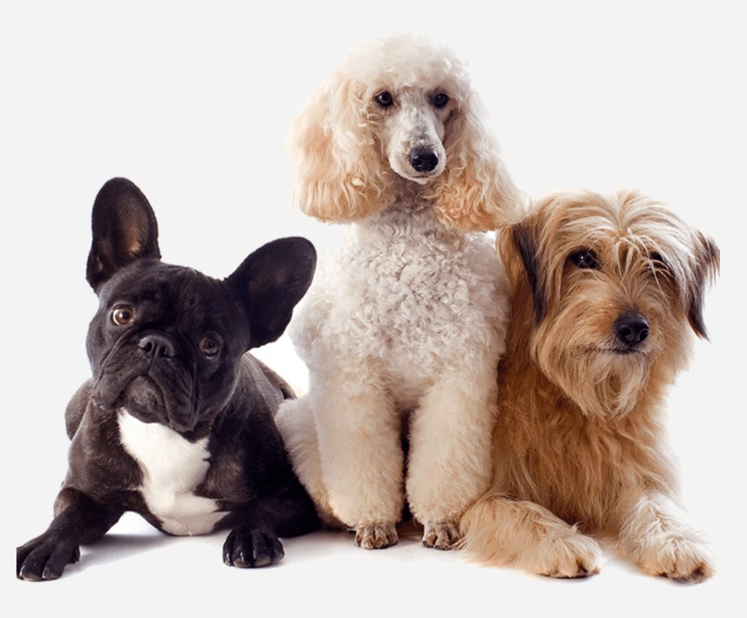 Healthy Dog Parents